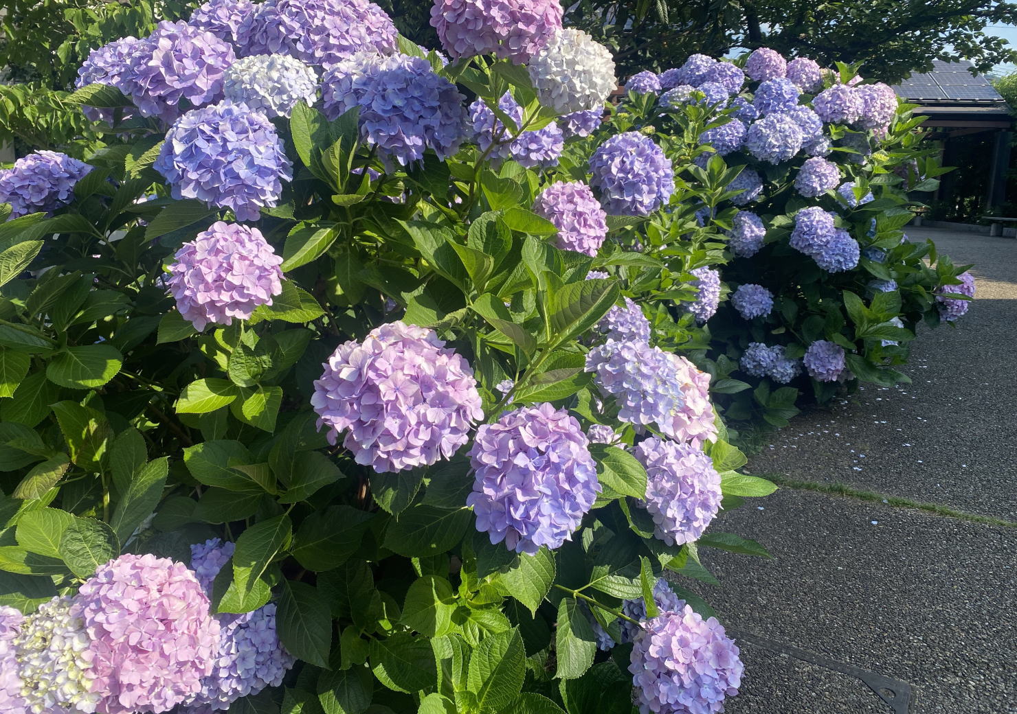 芦屋