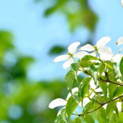 芦屋