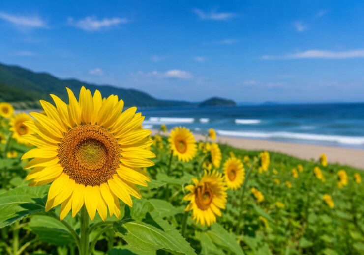 芦屋